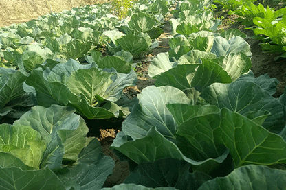 School of Agriculture Agro Farm