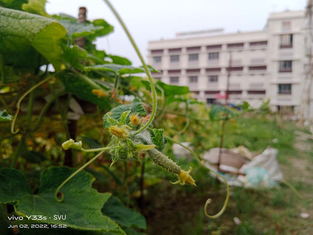 School of Agriculture Agro Farm