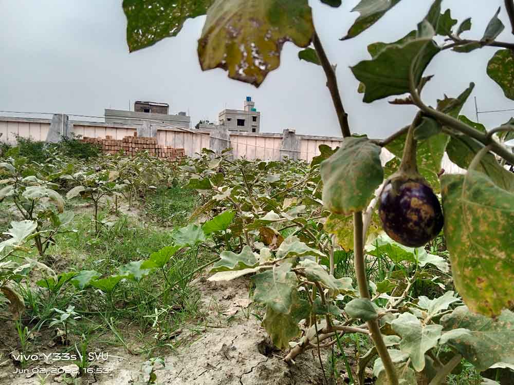 School of Agriculture Agro Farm