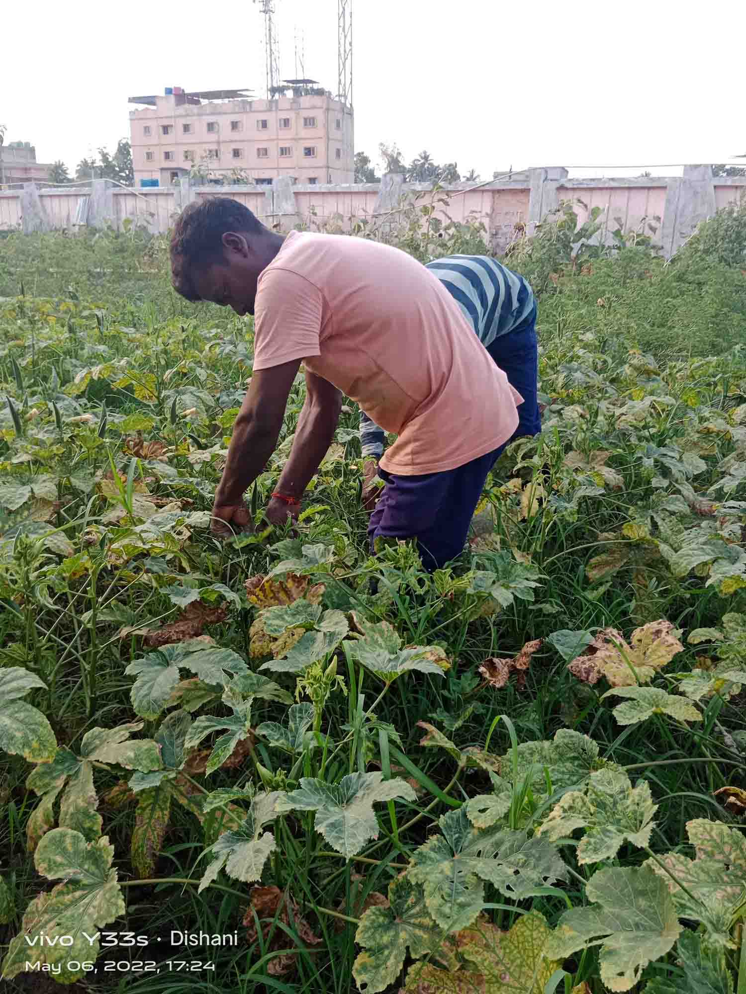 School of Agriculture Agro Farm