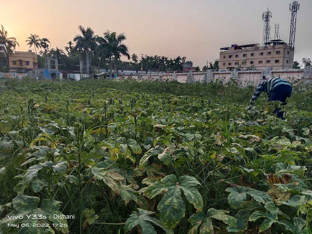 School of Agriculture Agro Farm