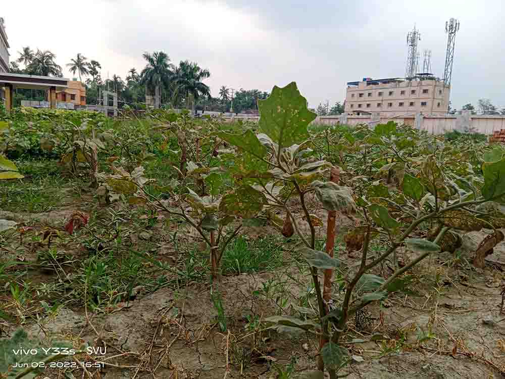 School of Agriculture Agro Farm