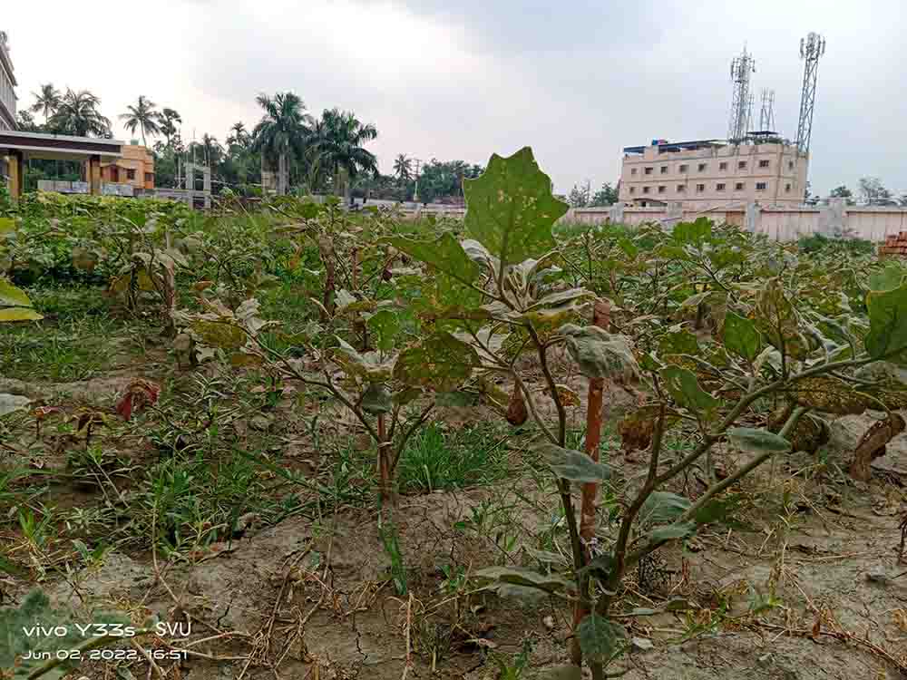 School of Agriculture Agro Farm