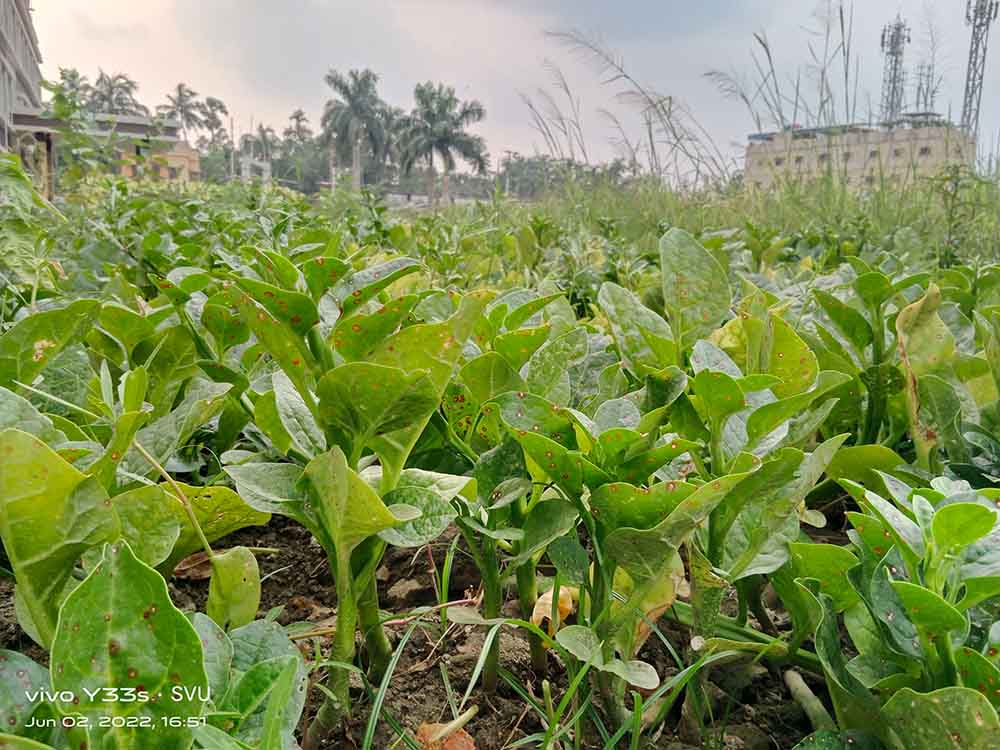 School of Agriculture Agro Farm