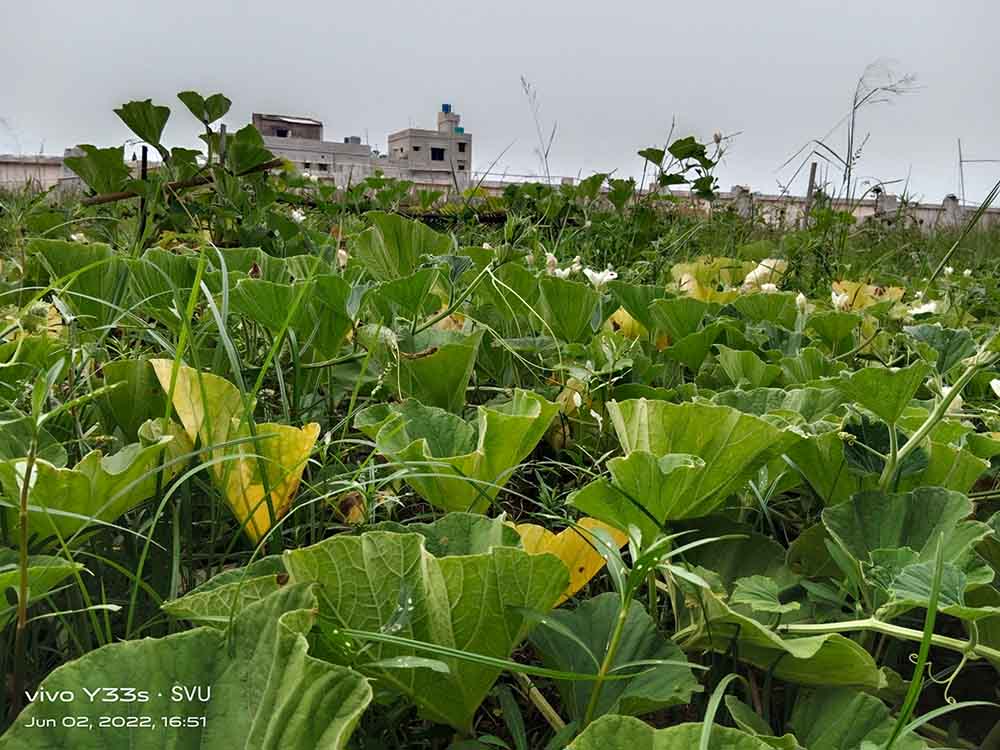 School of Agriculture Agro Farm