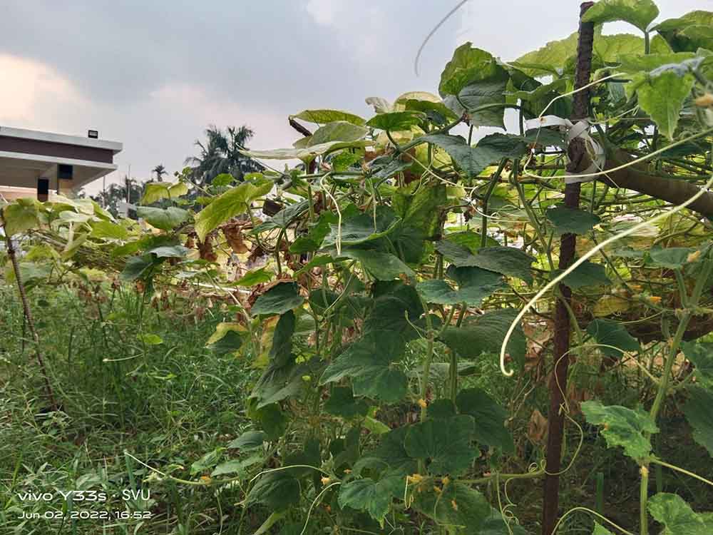 School of Agriculture Agro Farm